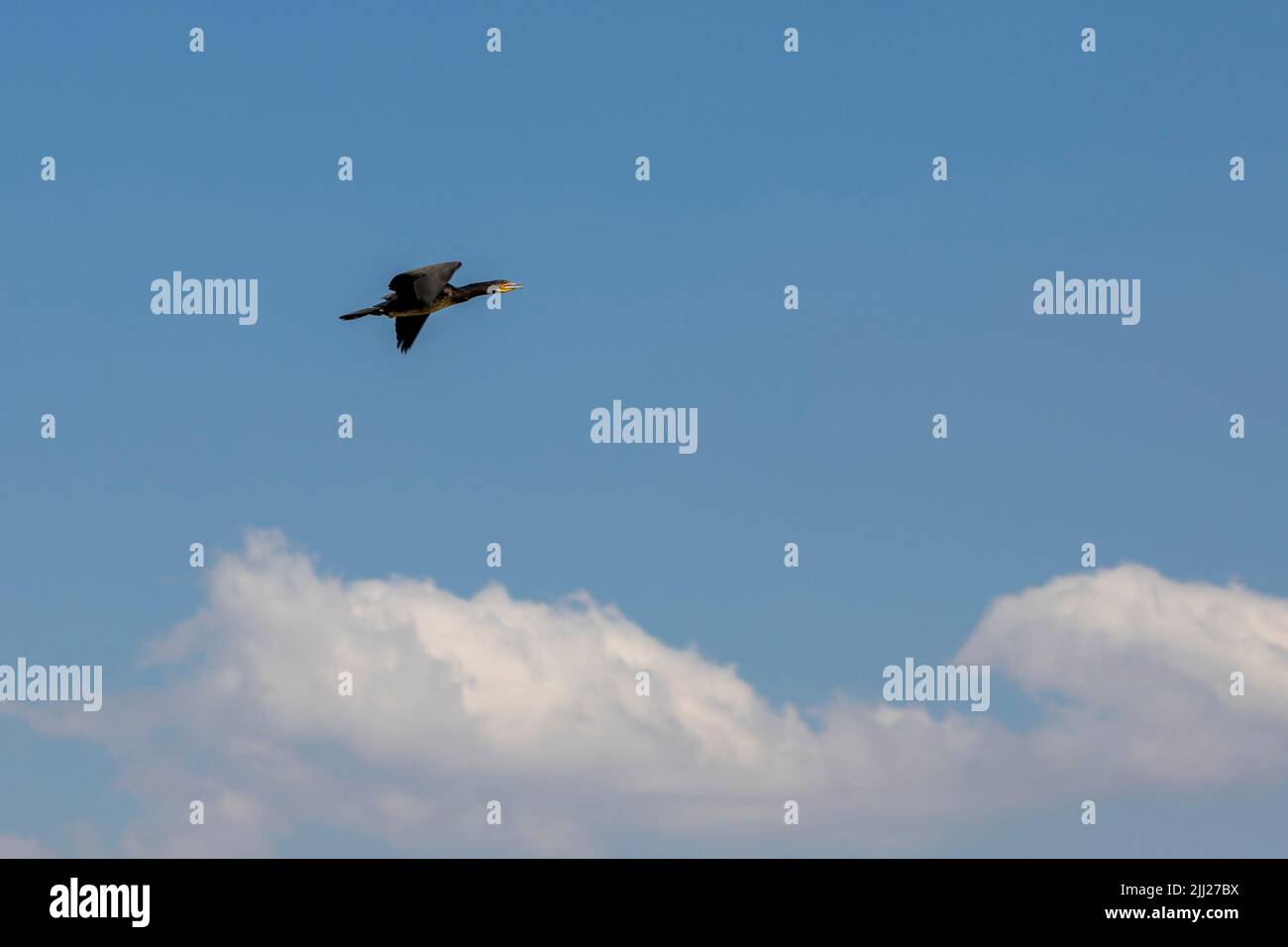 great cormorant flying at wild Stock Photo