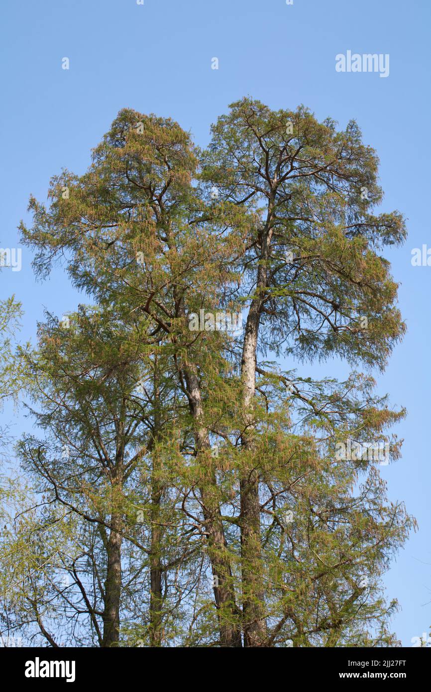 Taxodium distichum tree in springtime Stock Photo