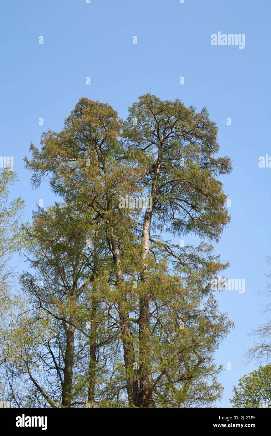 Taxodium distichum tree in springtime Stock Photo