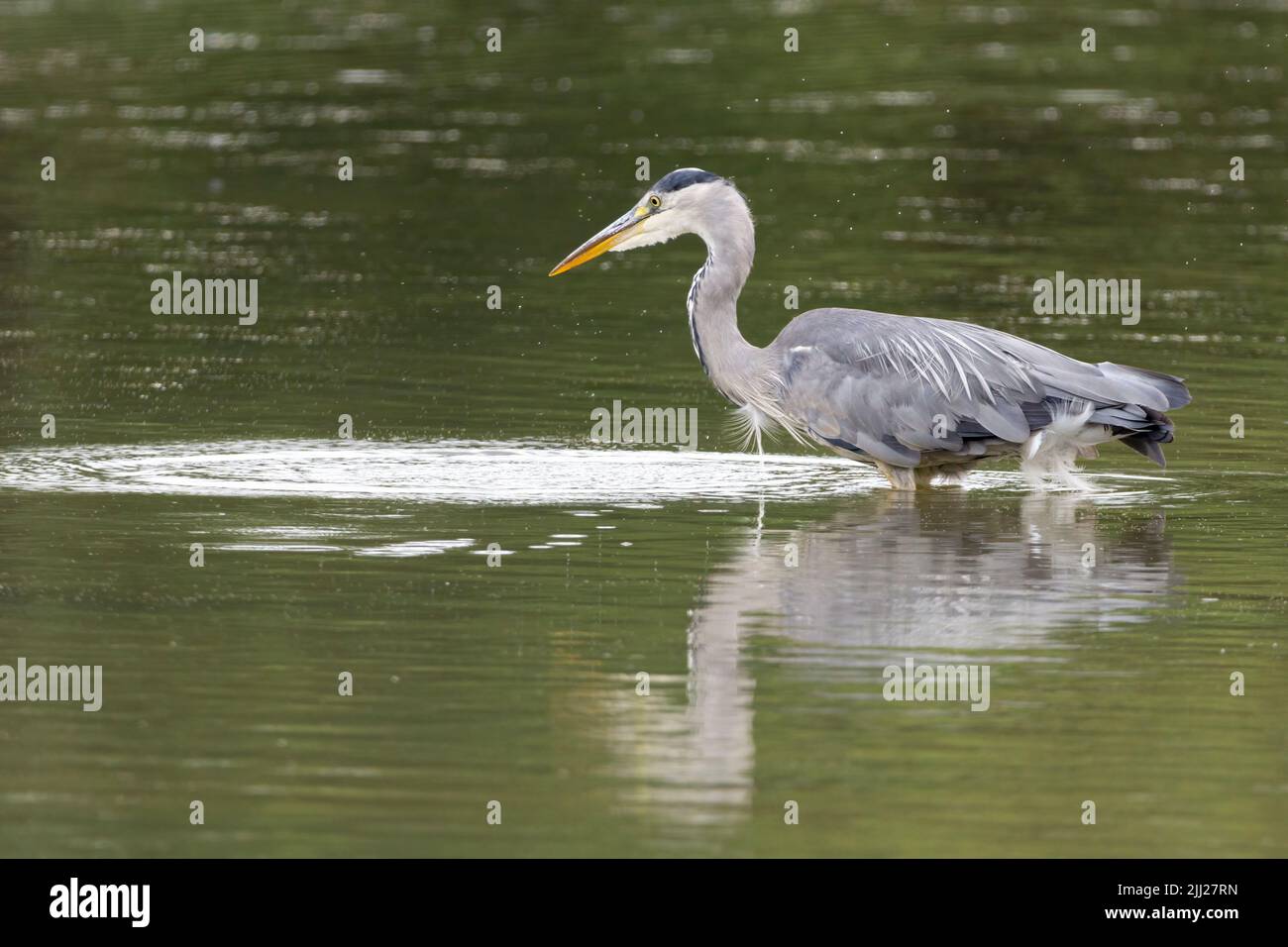 Grey heron Ardea cinerea Long neck and legs long dagger like bill blue grey back and wings whitish head neck underparts black streaks neck and breast Stock Photo