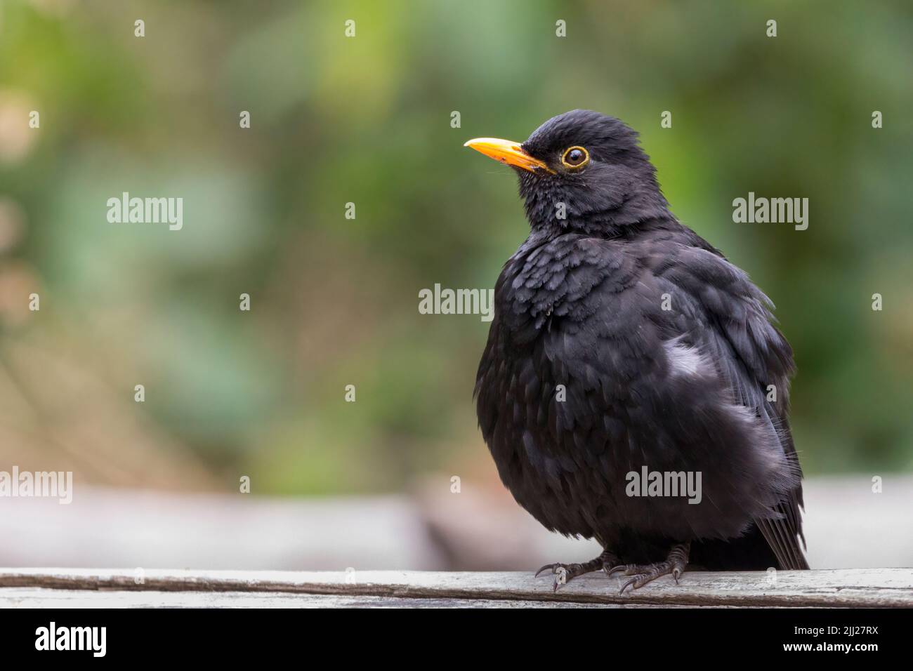 Blackbird turdus merula fluffed up plumage some white feathers showing on breast. Yellow bill and eye ring may be juvenile bird, soft background Stock Photo