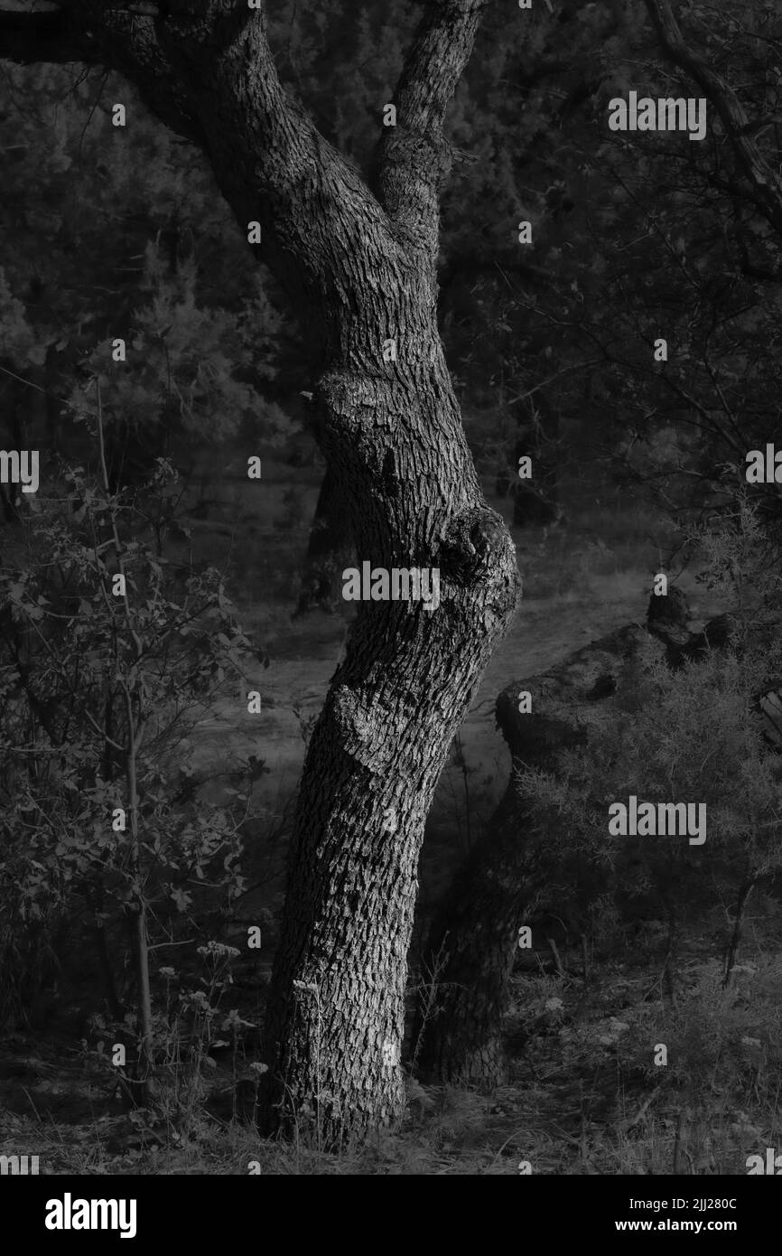 Cottonwood park Black and White Stock Photos & Images Alamy