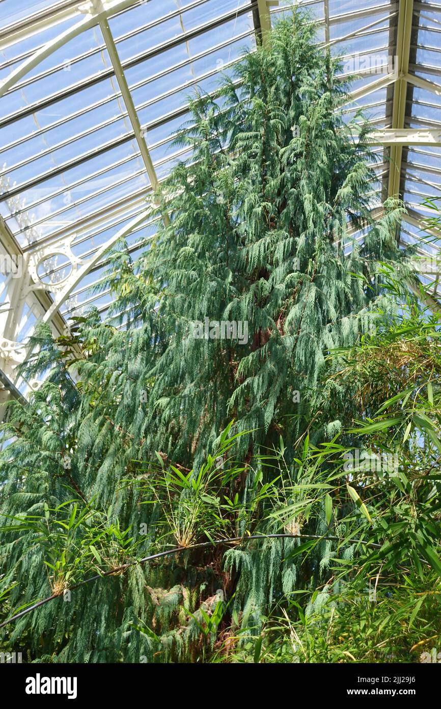 A vertical shot of Cupressus cashmeriana (Kashmir Cypress) tree in the Kew Gardens, UK Stock Photo
