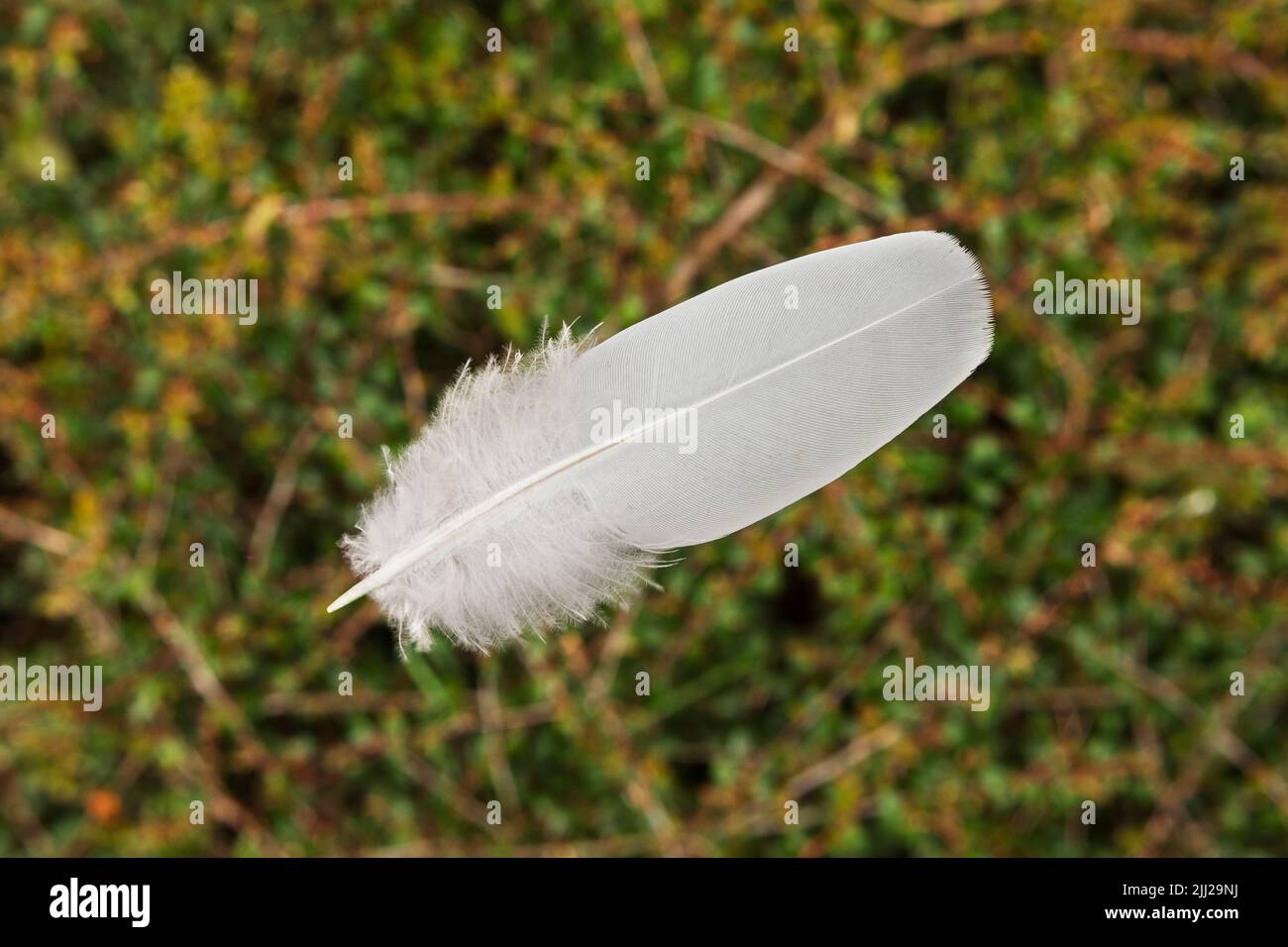 Delicate white feathers with background of out of focus leaves Stock Photo