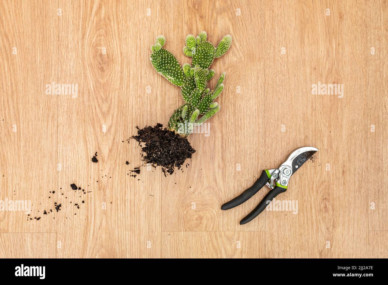 Cactus opuntia microdasys with root ball of soil ready for