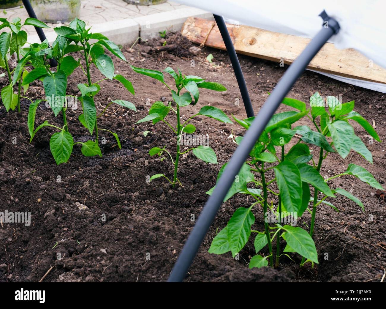 Pepper plants growing in a small greenhouse Stock Photo