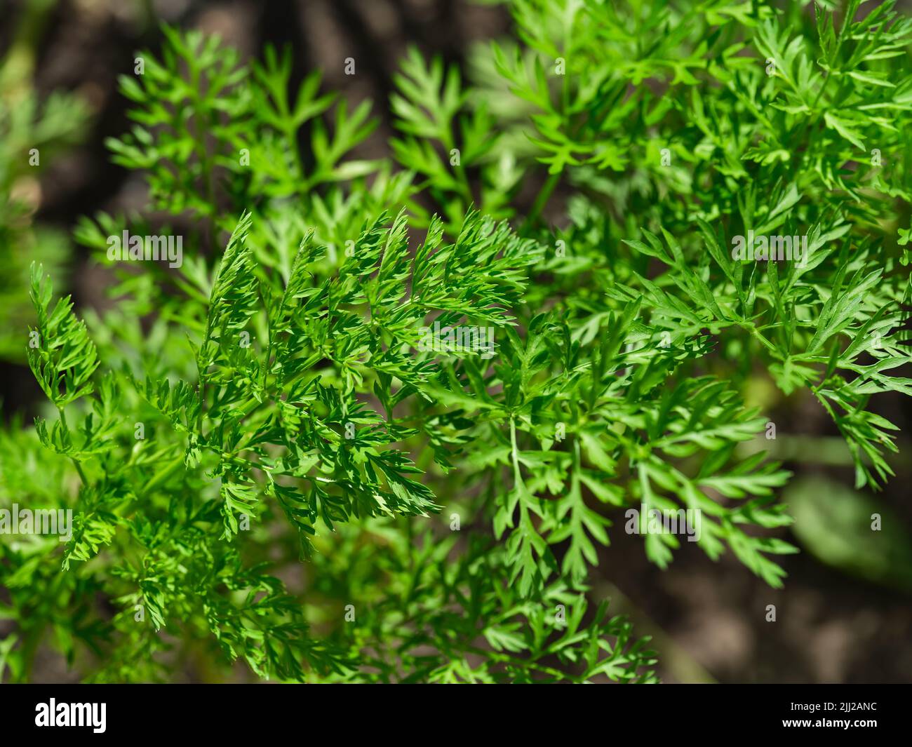 A close-up shot of green carrot tops in nature Stock Photo