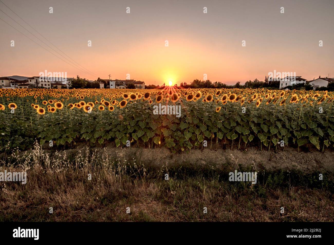 Beautiful sunflower field at sunset in the Tuscan countryside Stock Photo