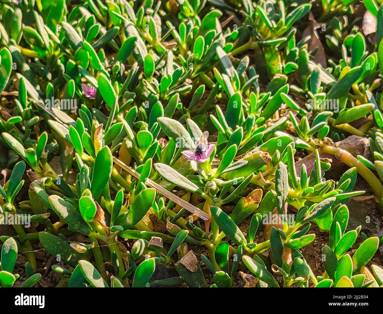 Vintage mountain plants hi-res stock photography and images - Alamy