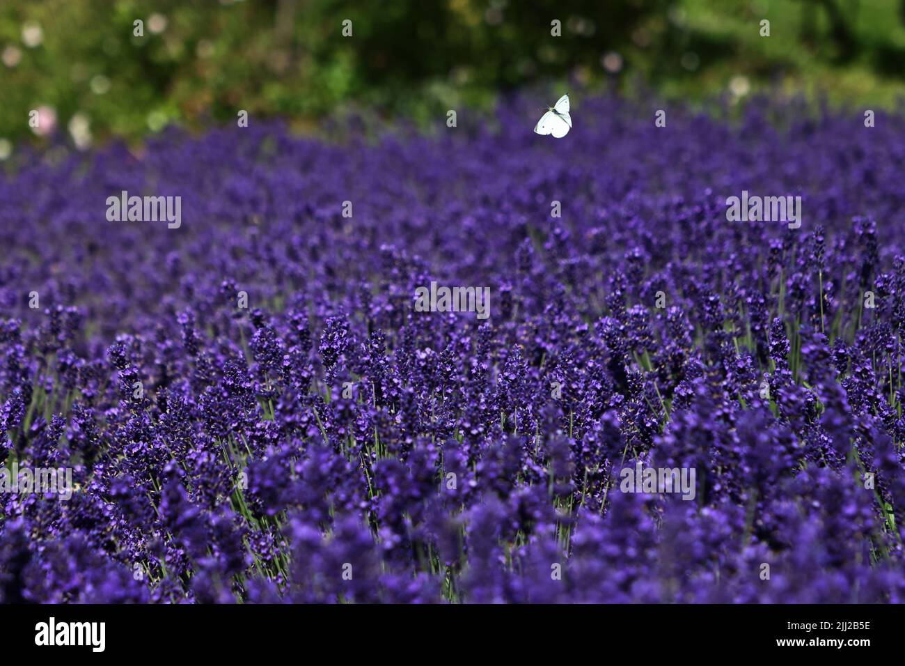 Rosendals garden (In Swedish: Rosendals trädgård) in the city of Stockholm, Sweden. In the picture: Butterfly by garden lavender in the garden. Stock Photo