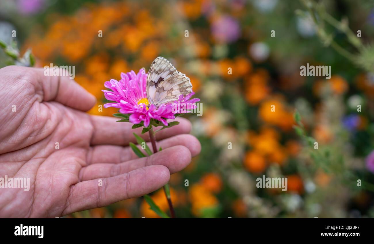 Caucasian hand holding flower with white butterfly Stock Photo