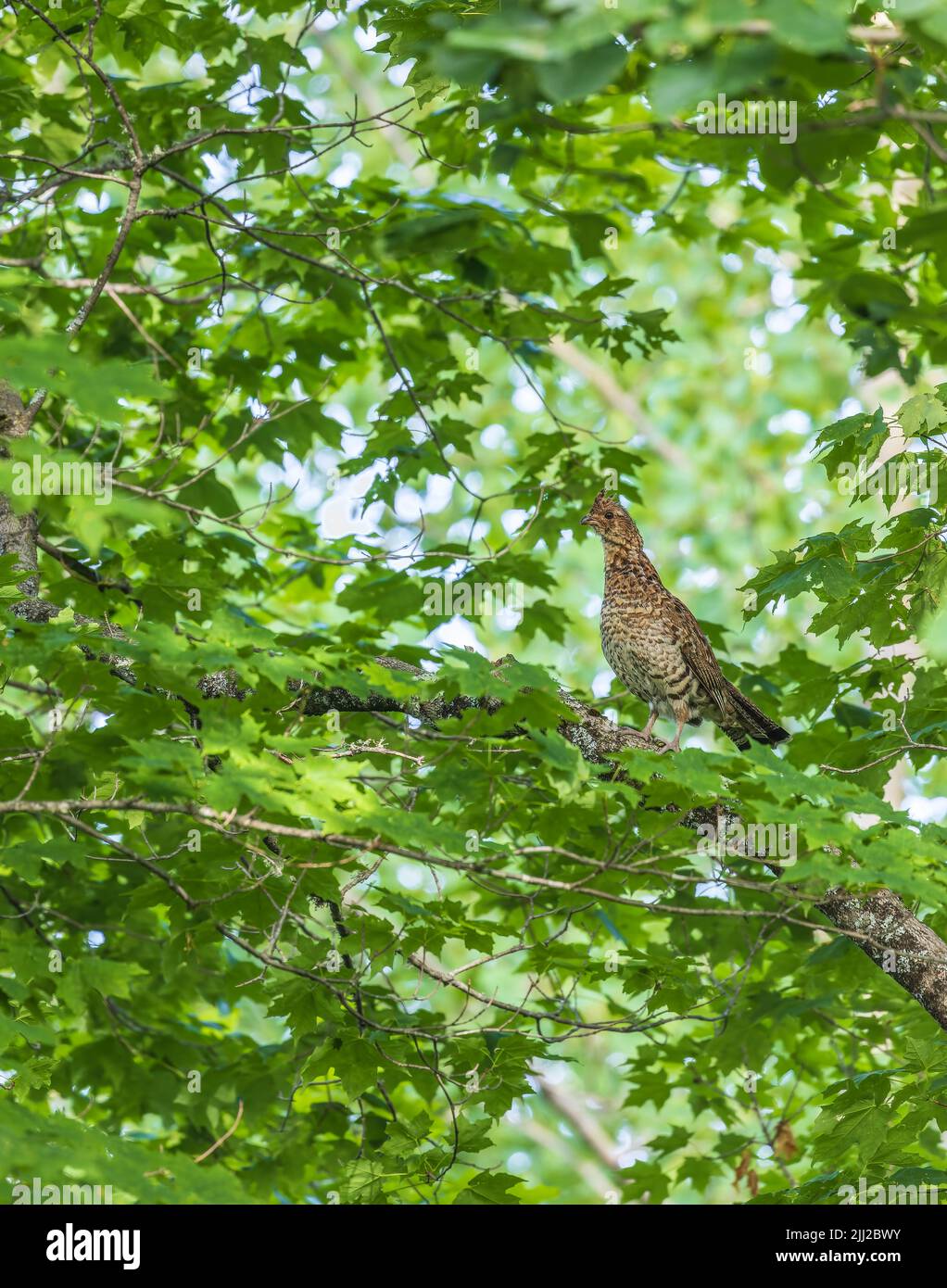 Ruffed grouse in northern Wisconsin. Stock Photo