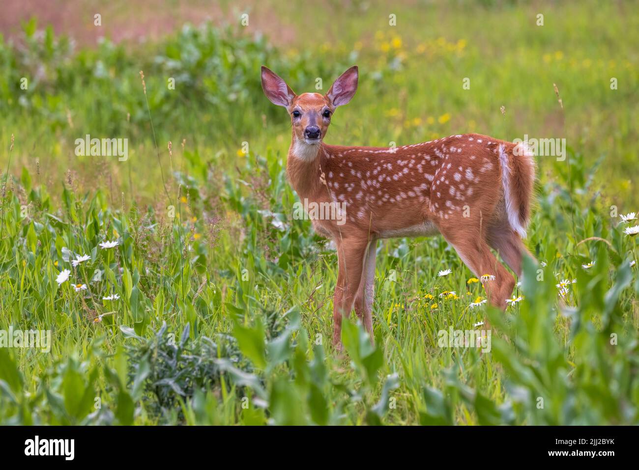 White-tailed fawn in northern Wisconsin. Stock Photo