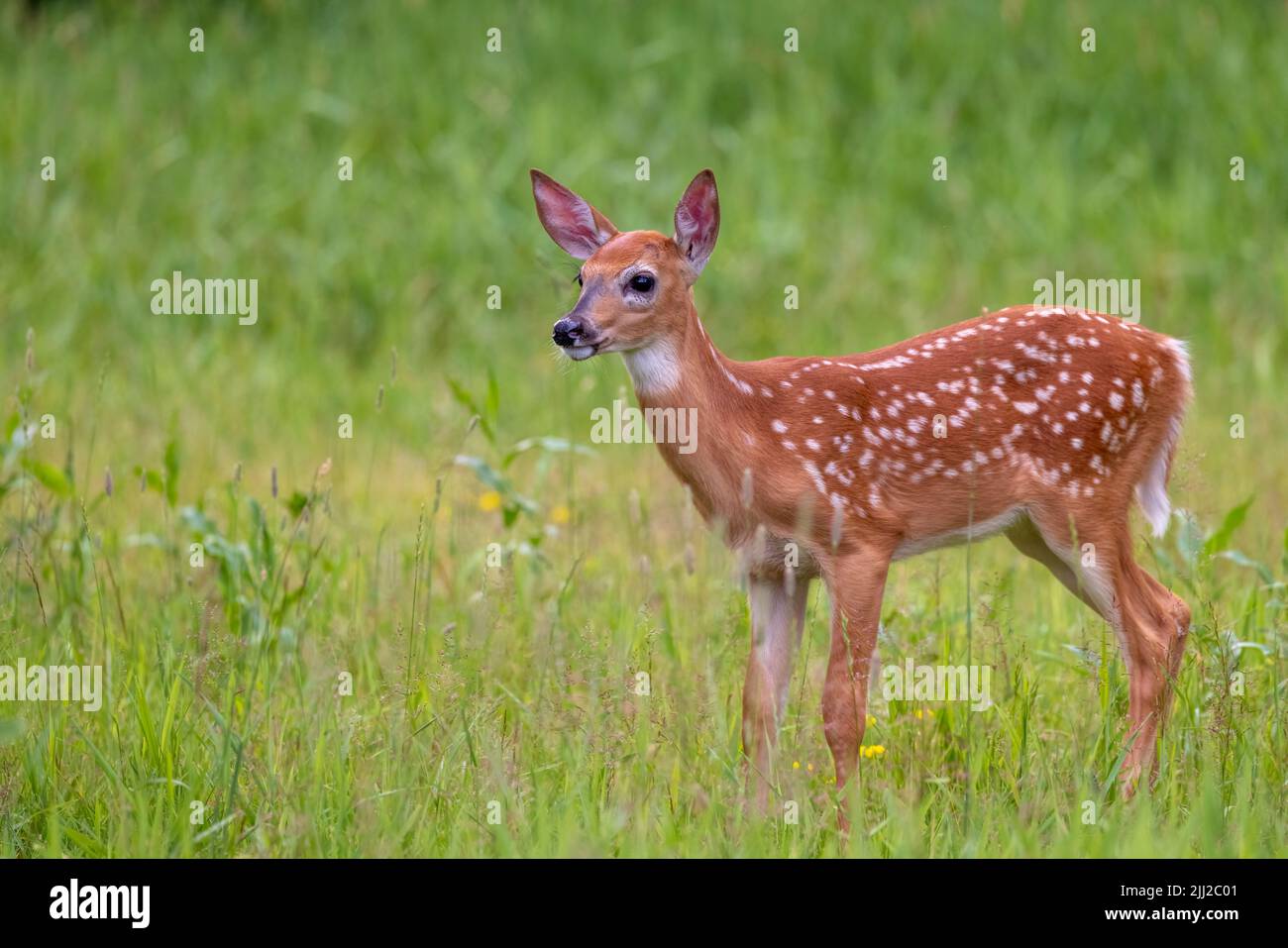 White-tailed deer Stock Photo