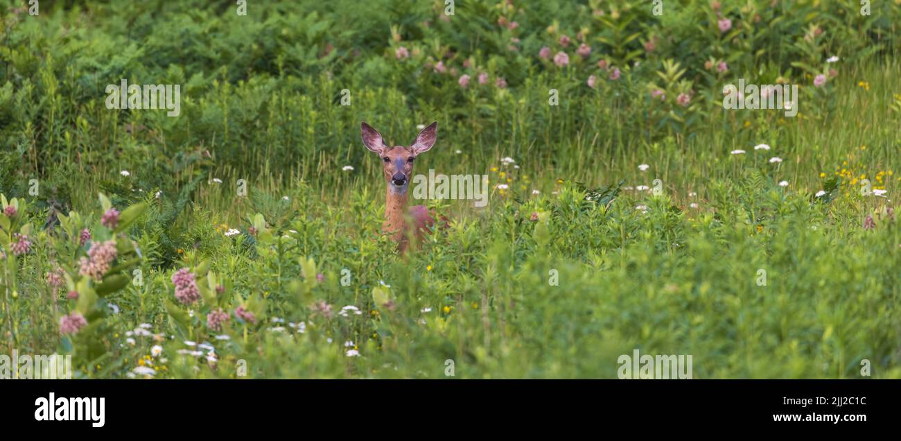 White-tailed doe standing in a field of milkweed in northern Wisconsin. Stock Photo