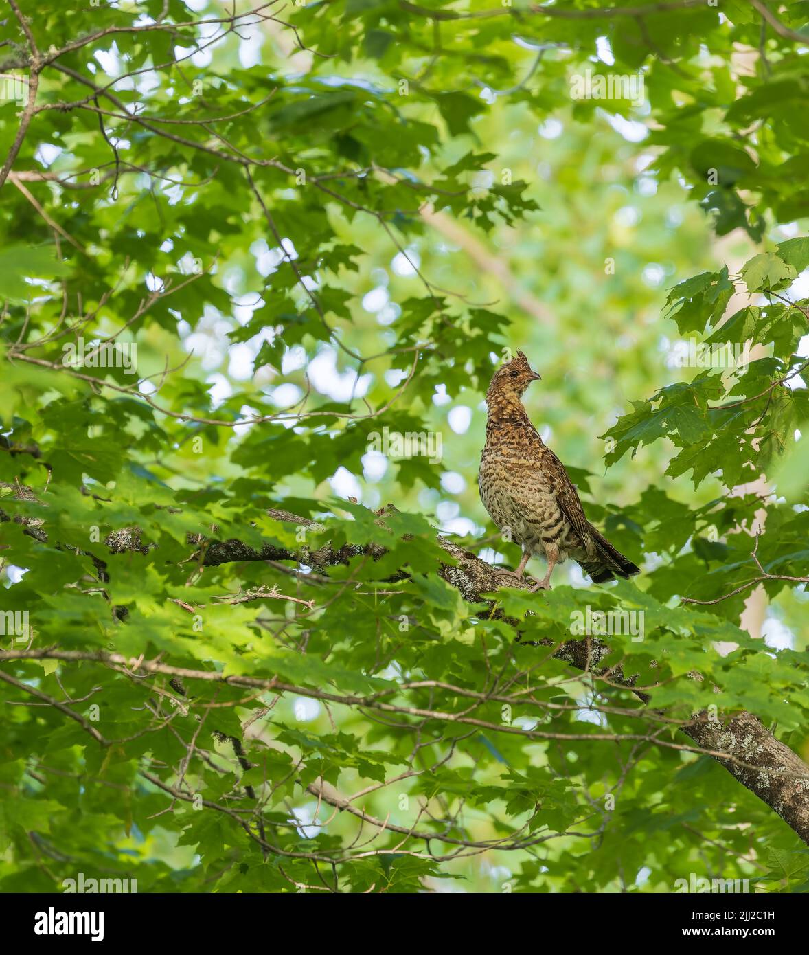 Ruffed grouse in northern Wisconsin. Stock Photo