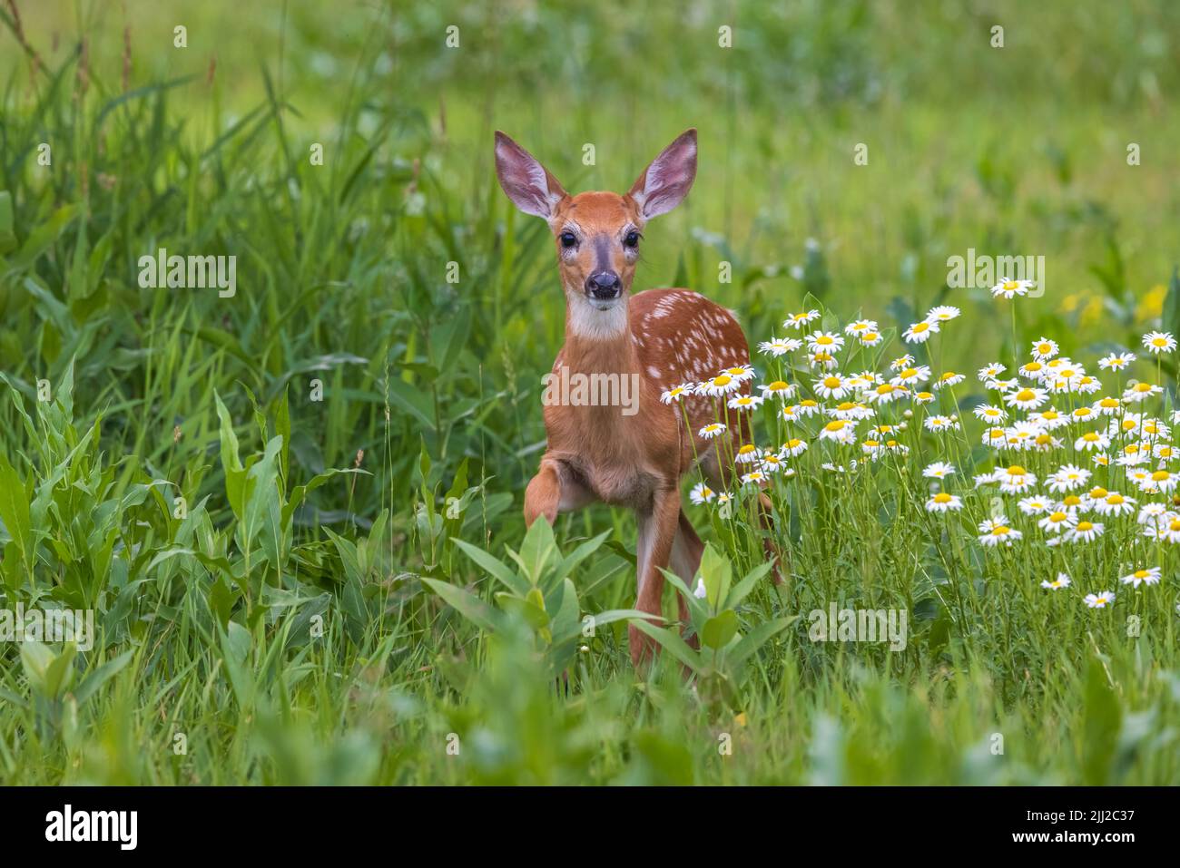 White-tailed fawn in northern Wisconsin. Stock Photo