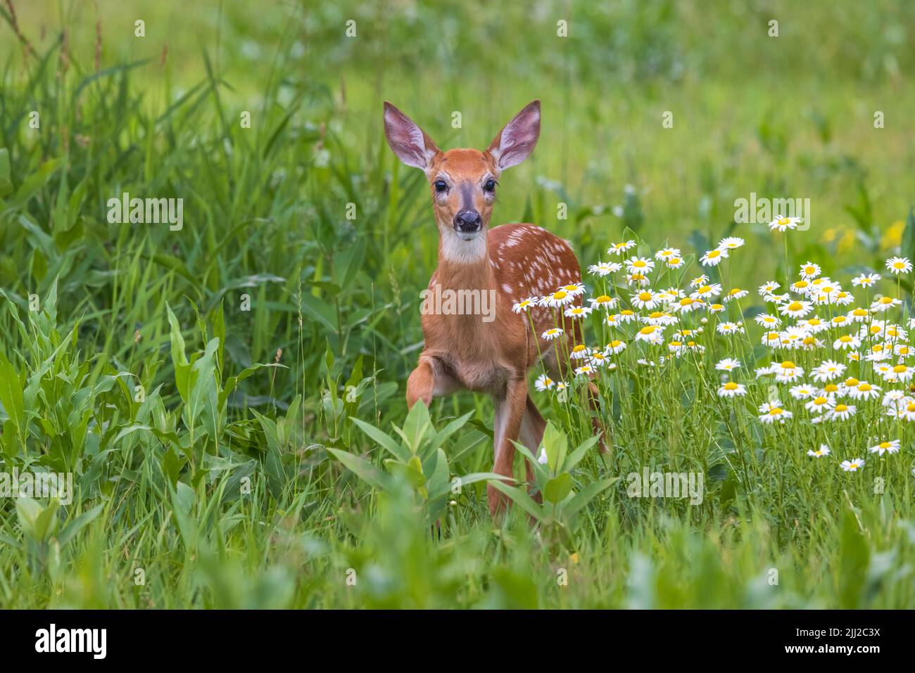 White-tailed fawn in northern Wisconsin Stock Photo - Alamy