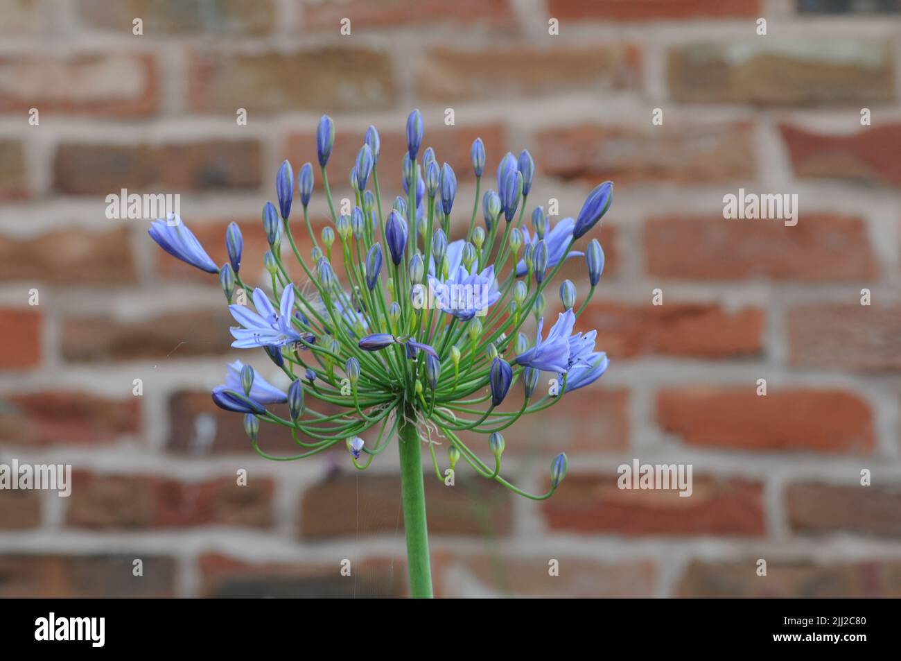 Agapanthus Africal Lily Blue Globe Flowerhead Stock Photo