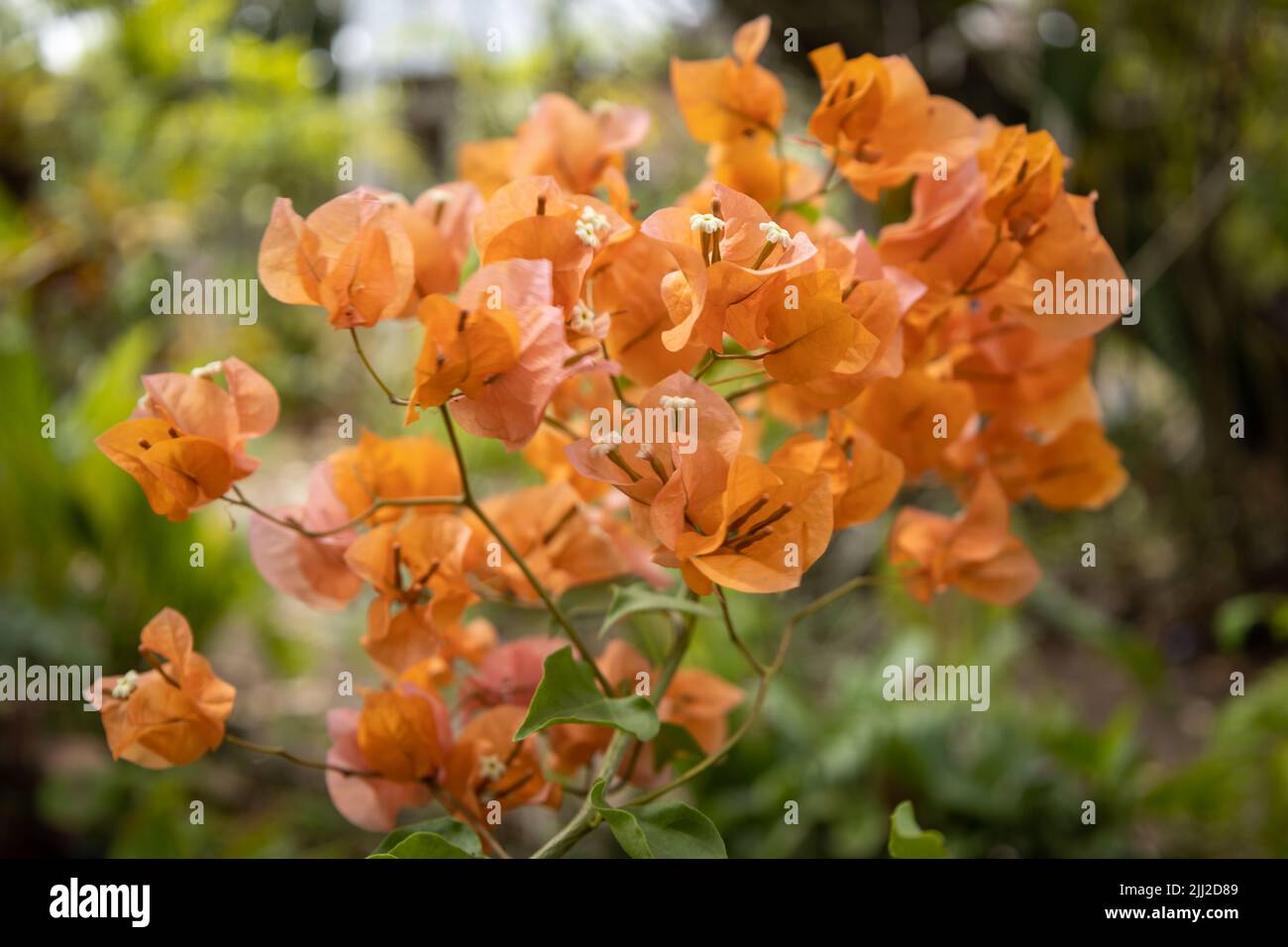 Beautiful orange bougainvillea flowers. Bouquet of natural flowers. Beautiful in a natural state