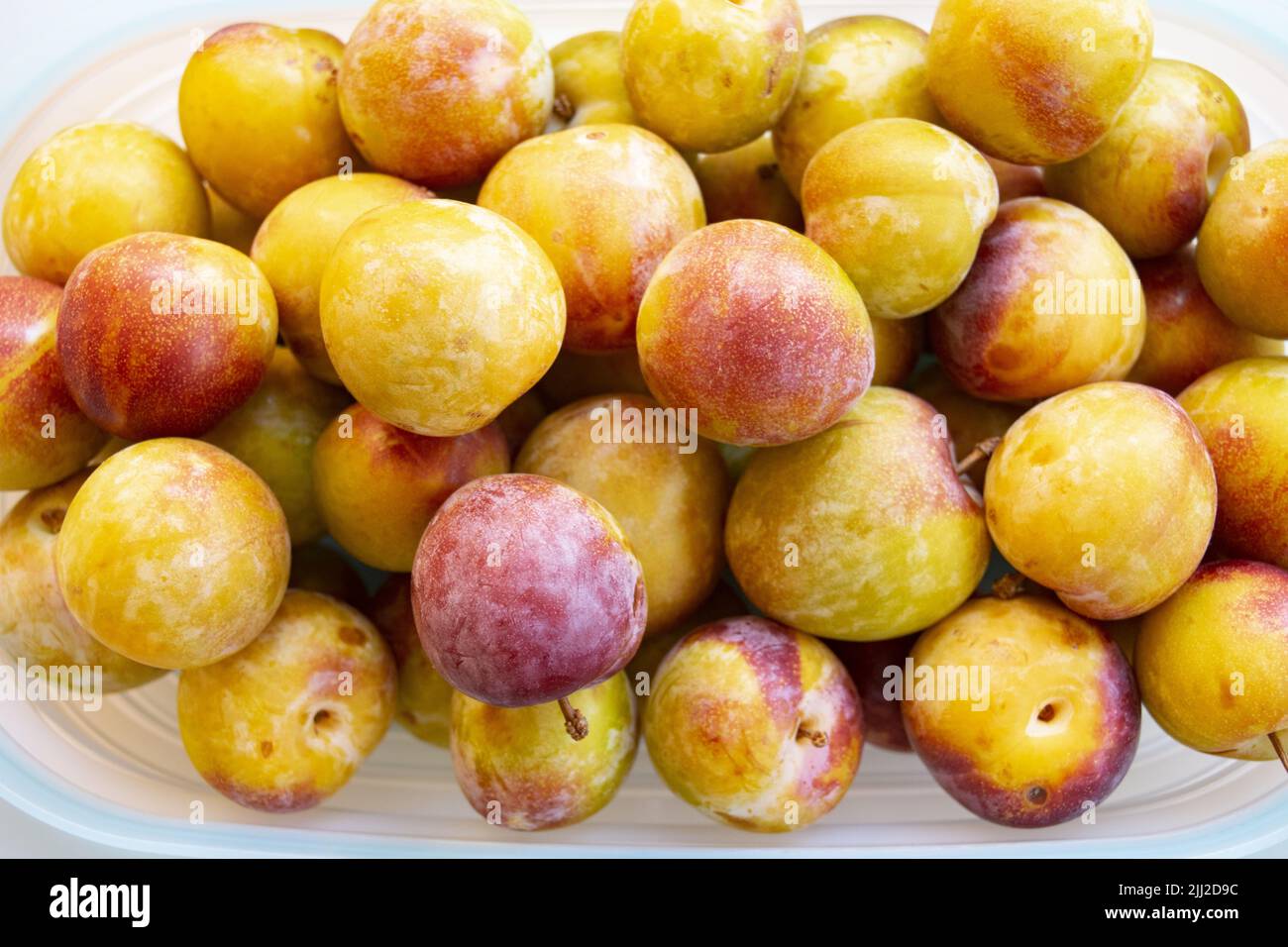 freshly picked organic plums from the tree Stock Photo