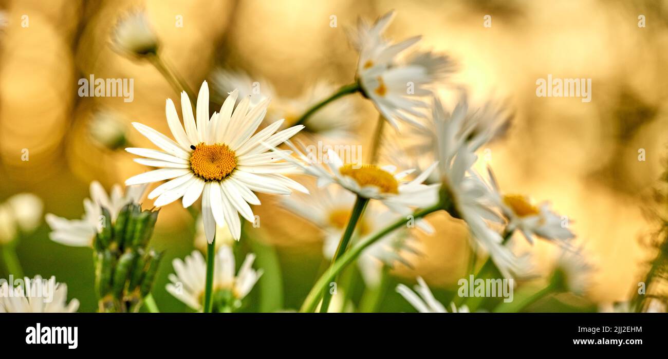 Daisy flowers growing in a field or botanical garden on a sunny day outdoors. Shasta or max chrysanthemum daisies from the asteraceae species with Stock Photo