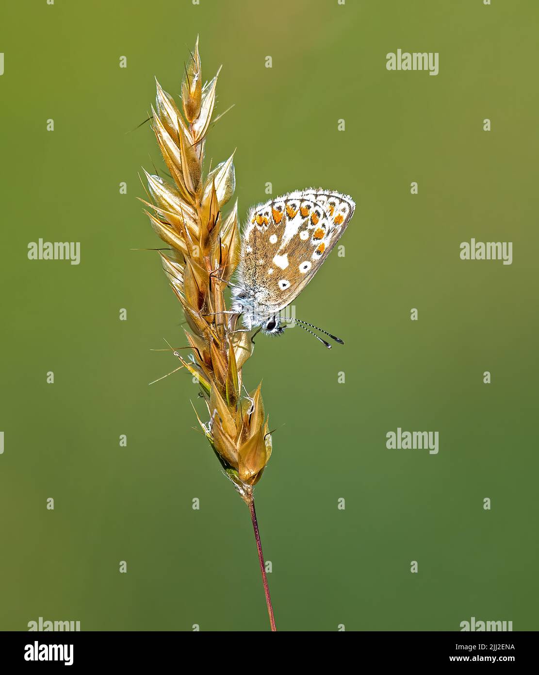 Northern Brown Argus Stock Photo