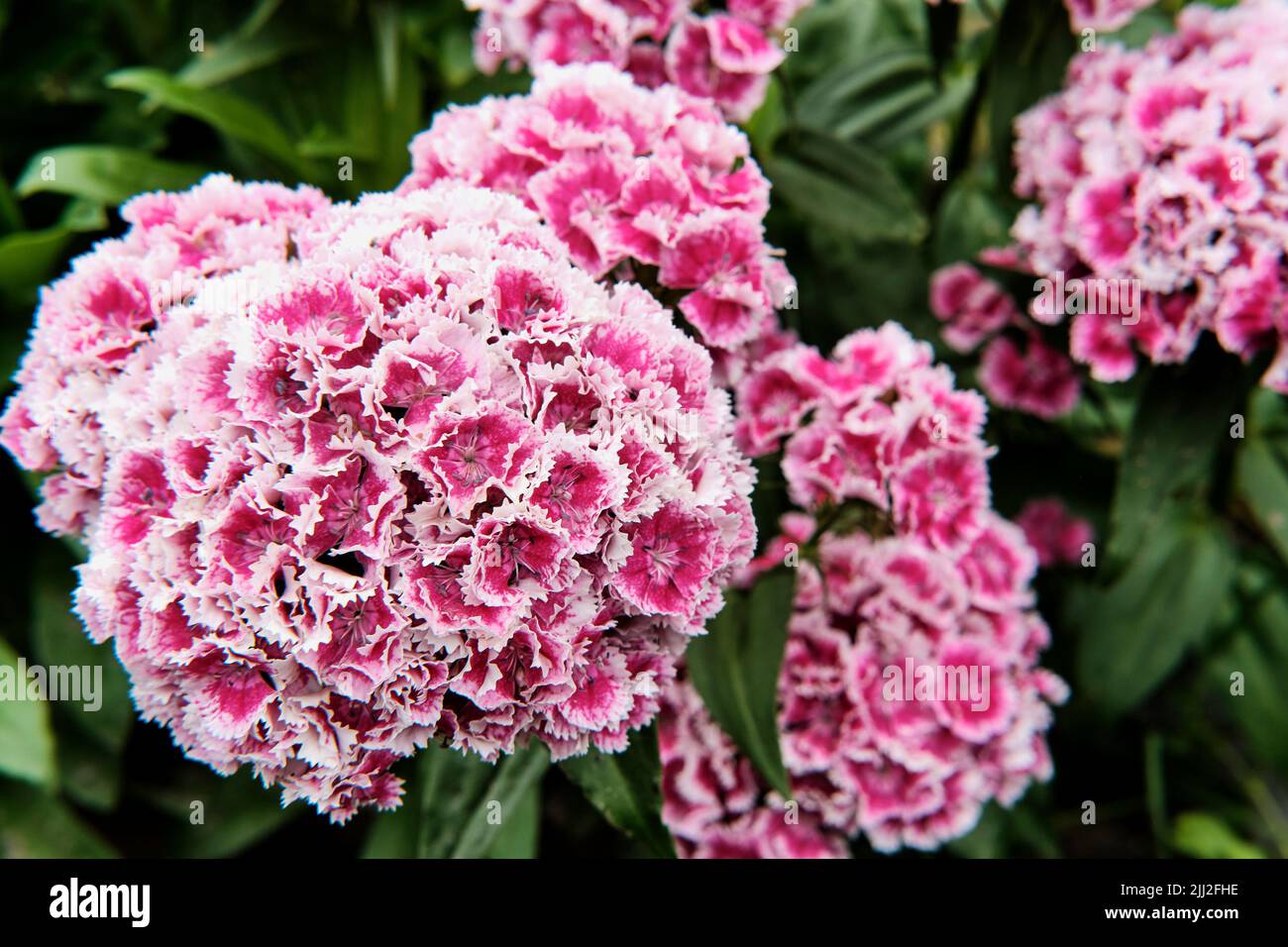 Flowering ornamental garden plant Turkish carnation, Sweet William. Close-up Stock Photo