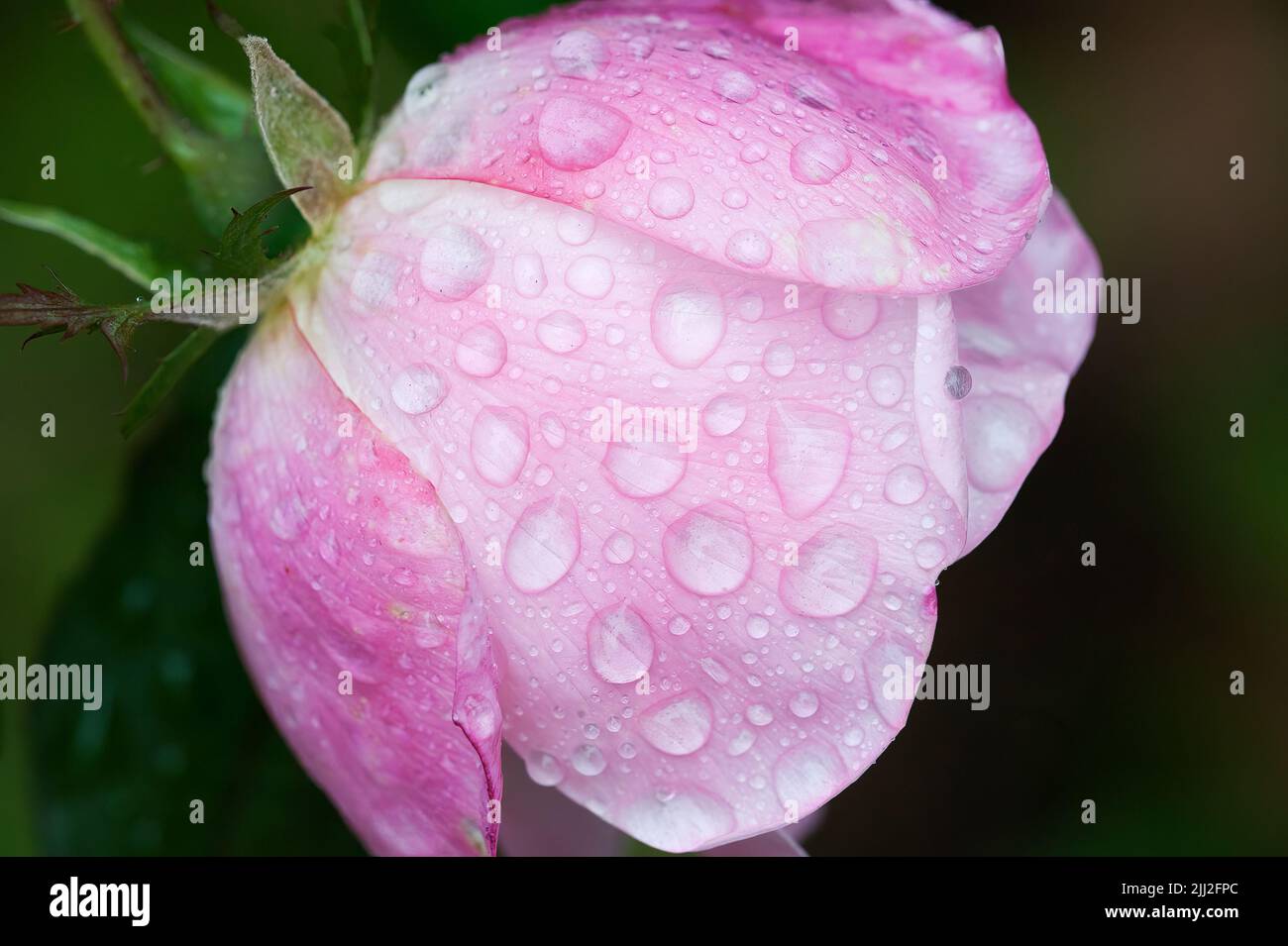 December rose after rain Stock Photo