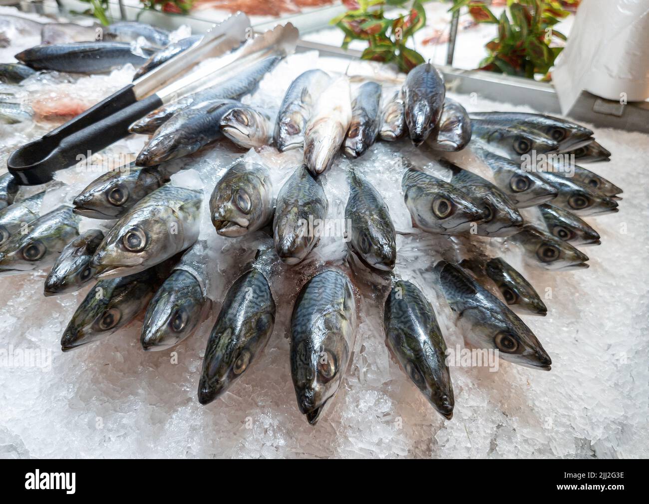 Raw of Mackerel, Saba fish stacked freeze the ice on stall in