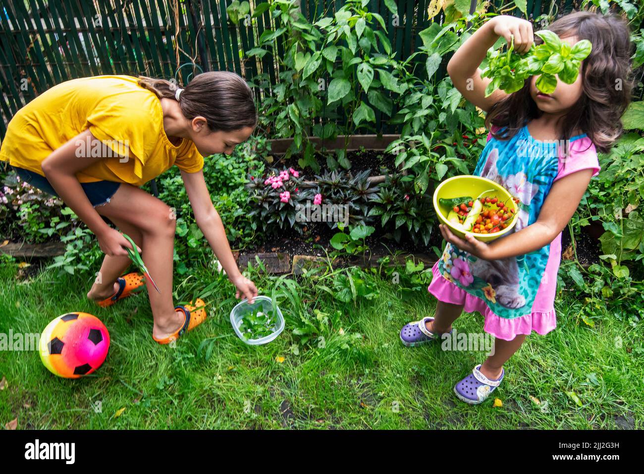 children with organic backyard garden produce Stock Photo
