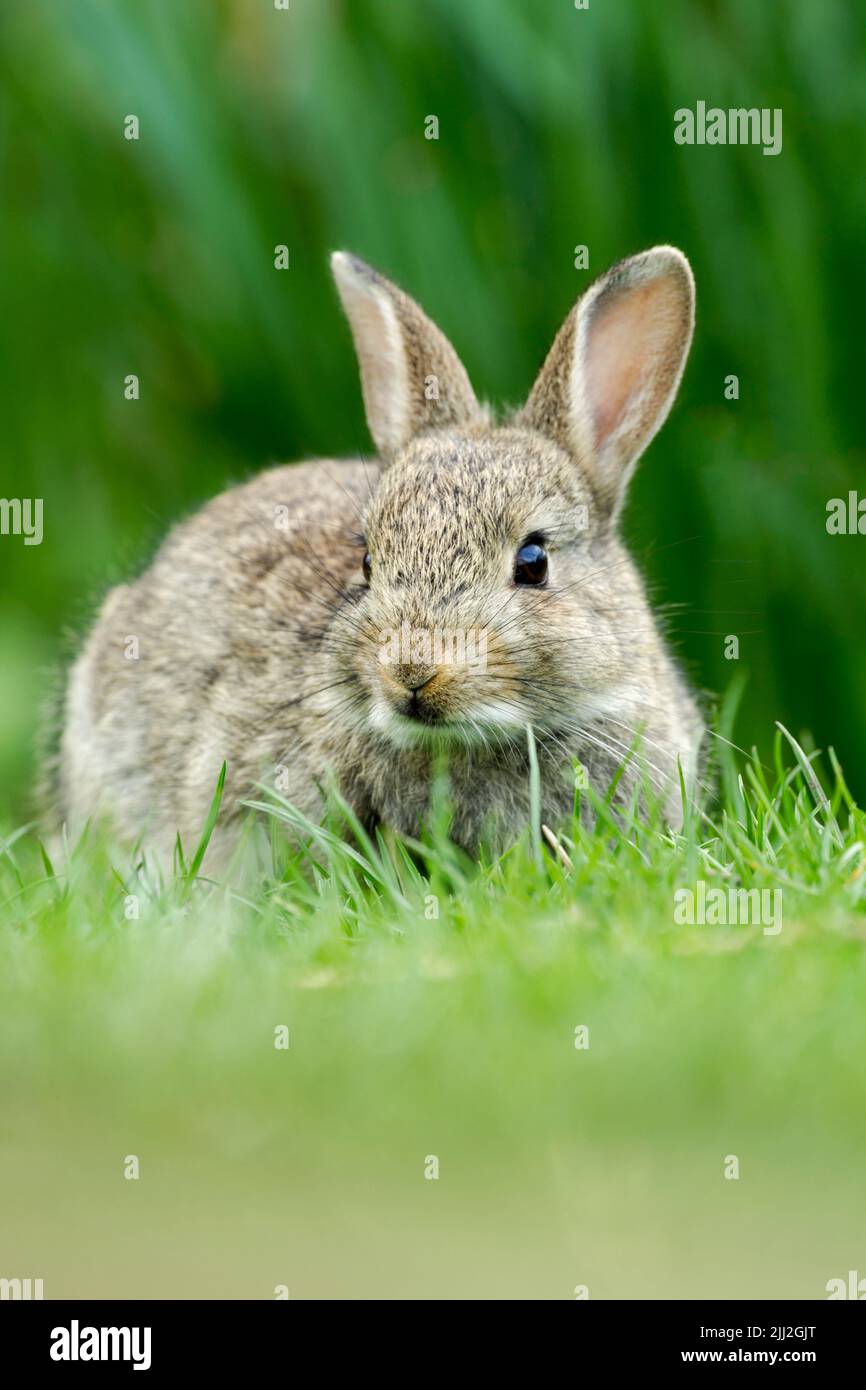 Wild rabbit, Latin name Oryctolagus cuniculus, grazing in a meadow Stock Photo