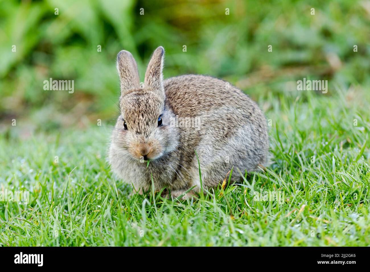 Wild rabbit, Latin name Oryctolagus cuniculus, grazing on a garden lawn Stock Photo