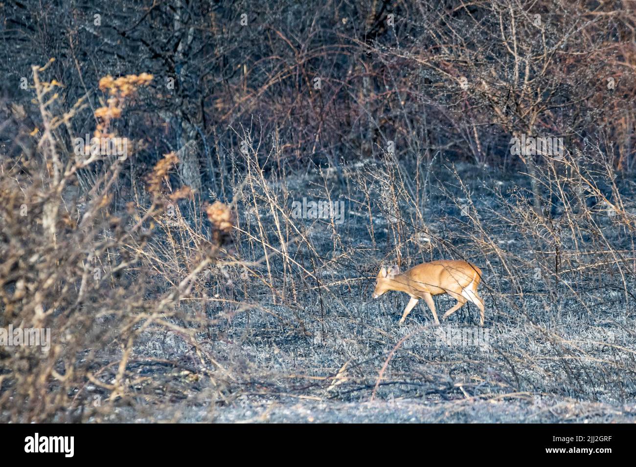 Muntjac deer, Muntiacus reevesi, picking its way through burnt undergrowth destroyed in fire at Snettisham Country Park during heatwave of July 2022. Stock Photo