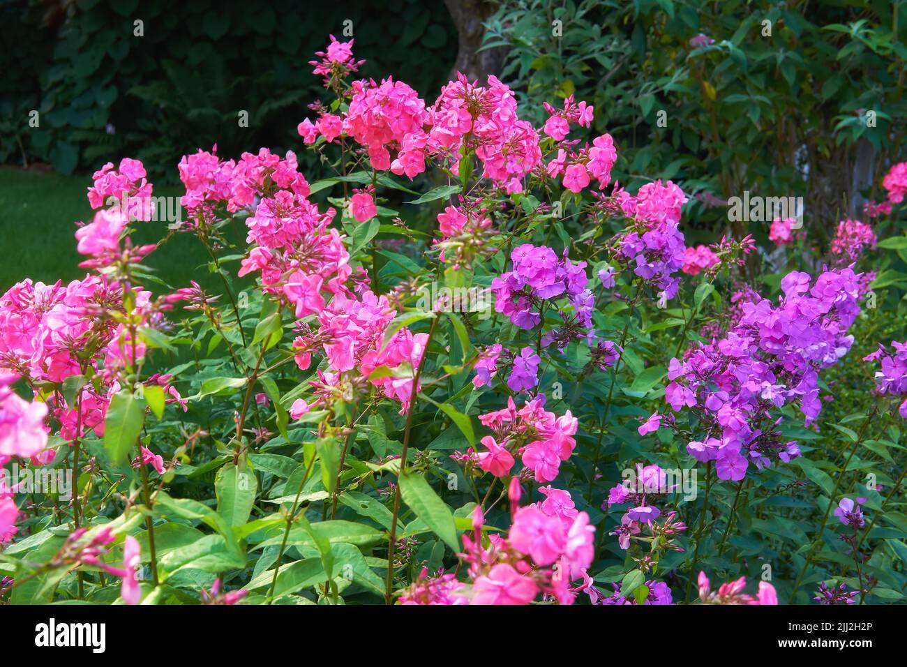 My garden. Lush landscape with colorful flowers growing in a garden on a sunny day outside in spring. Vibrant pink and purple floral fall phlox Stock Photo