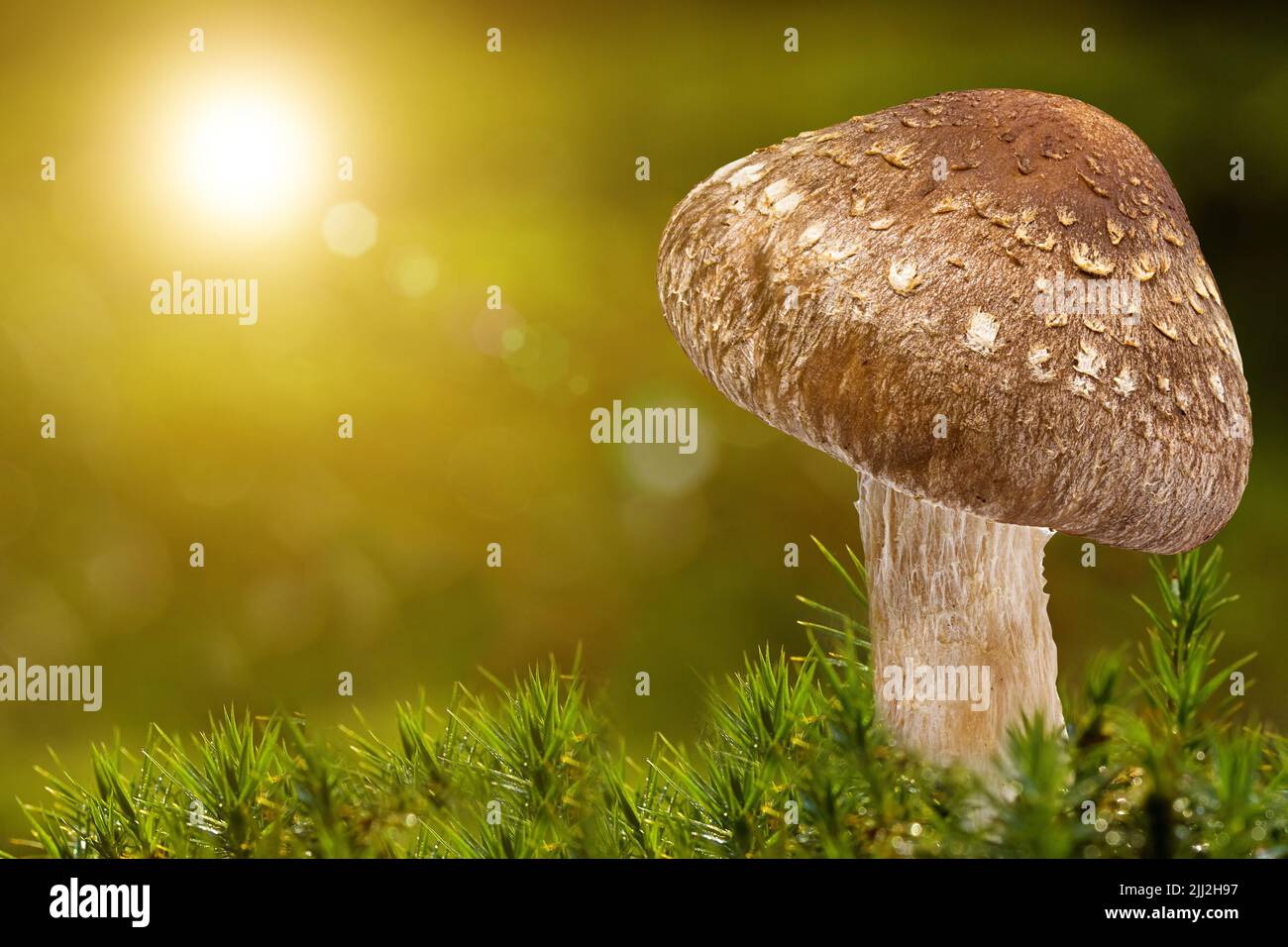 mushroom growing in a mossy forest background Stock Photo - Alamy