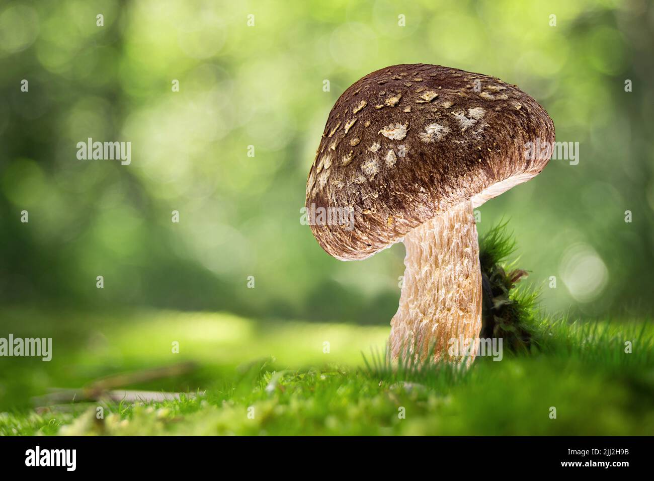 mushroom growing in a mossy forest background Stock Photo - Alamy
