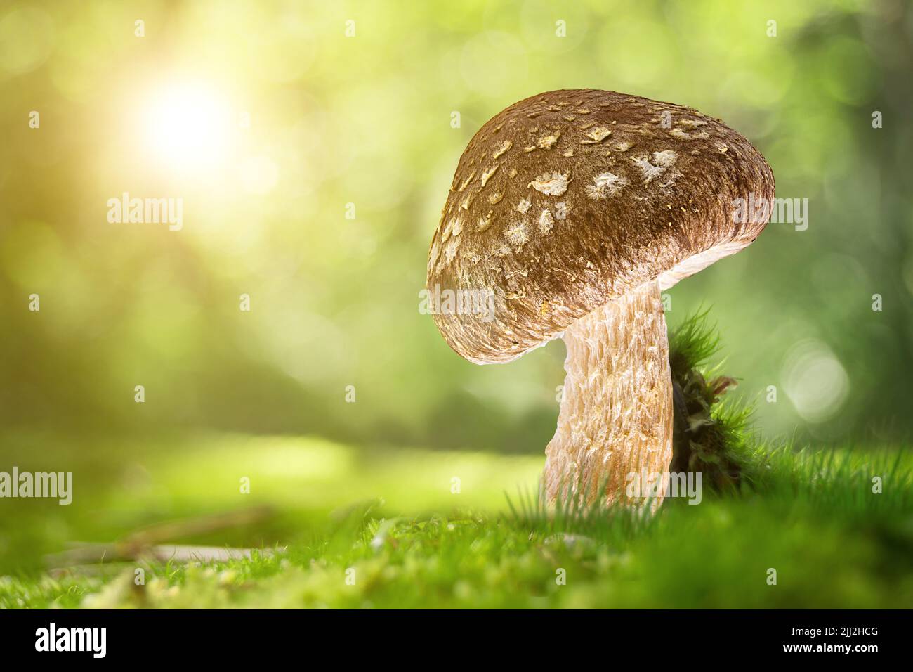 mushroom growing in a mossy forest background Stock Photo - Alamy