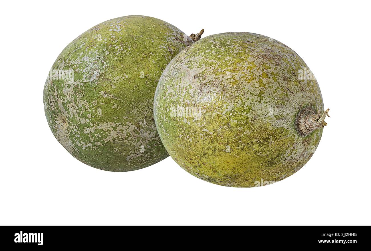 Aegle Marmelos bael fruits or wood apple fruit (bel patthar) on a white