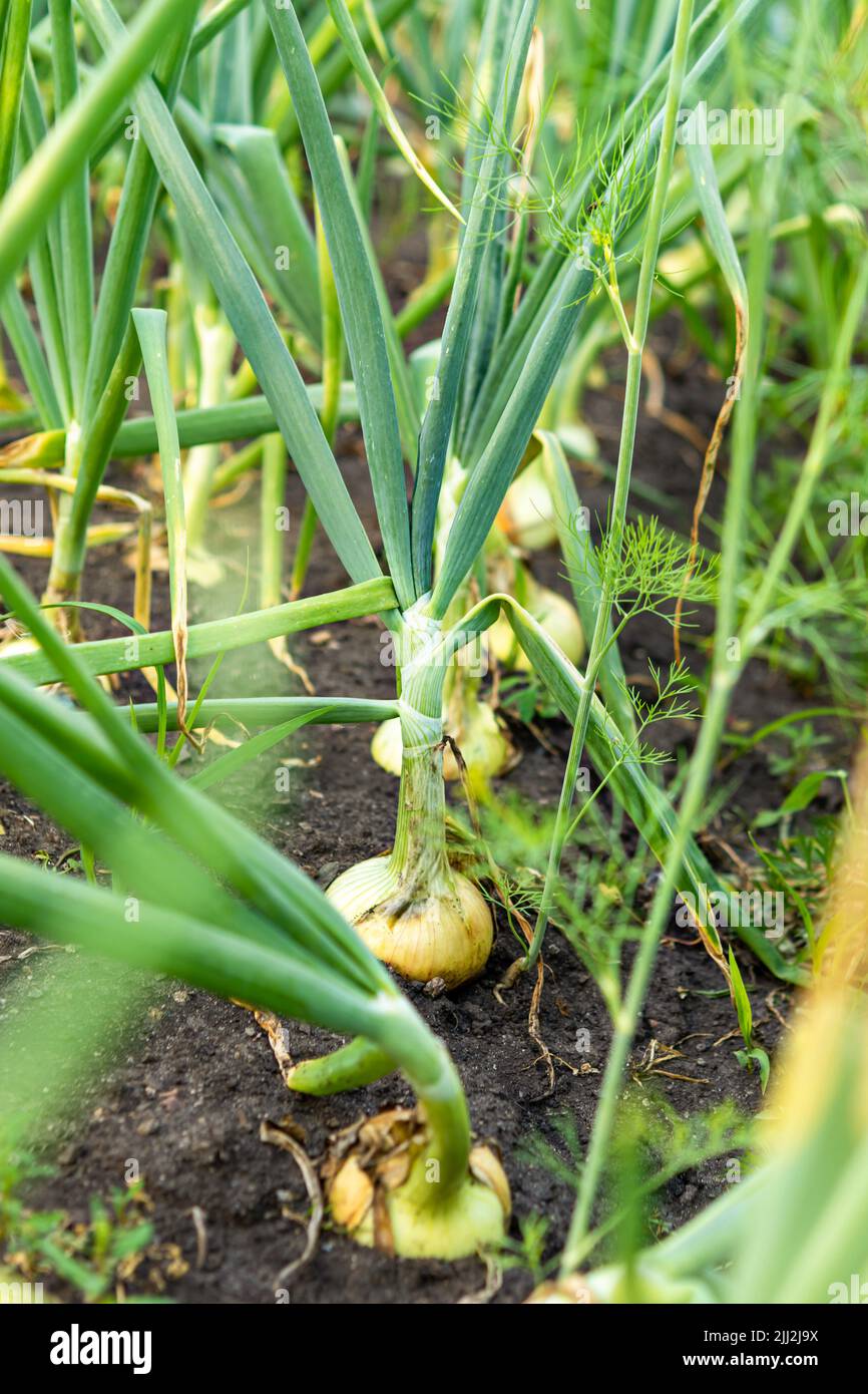 How to grow onions hires stock photography and images Alamy