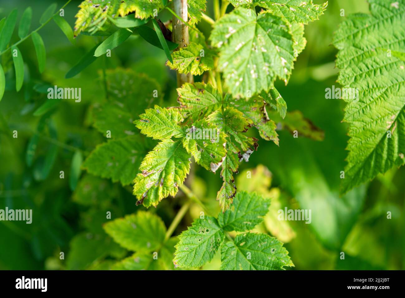 Chlorotic blotches of blackberry virus. Yellows disease symptoms in green leaf of blackberry Stock Photo