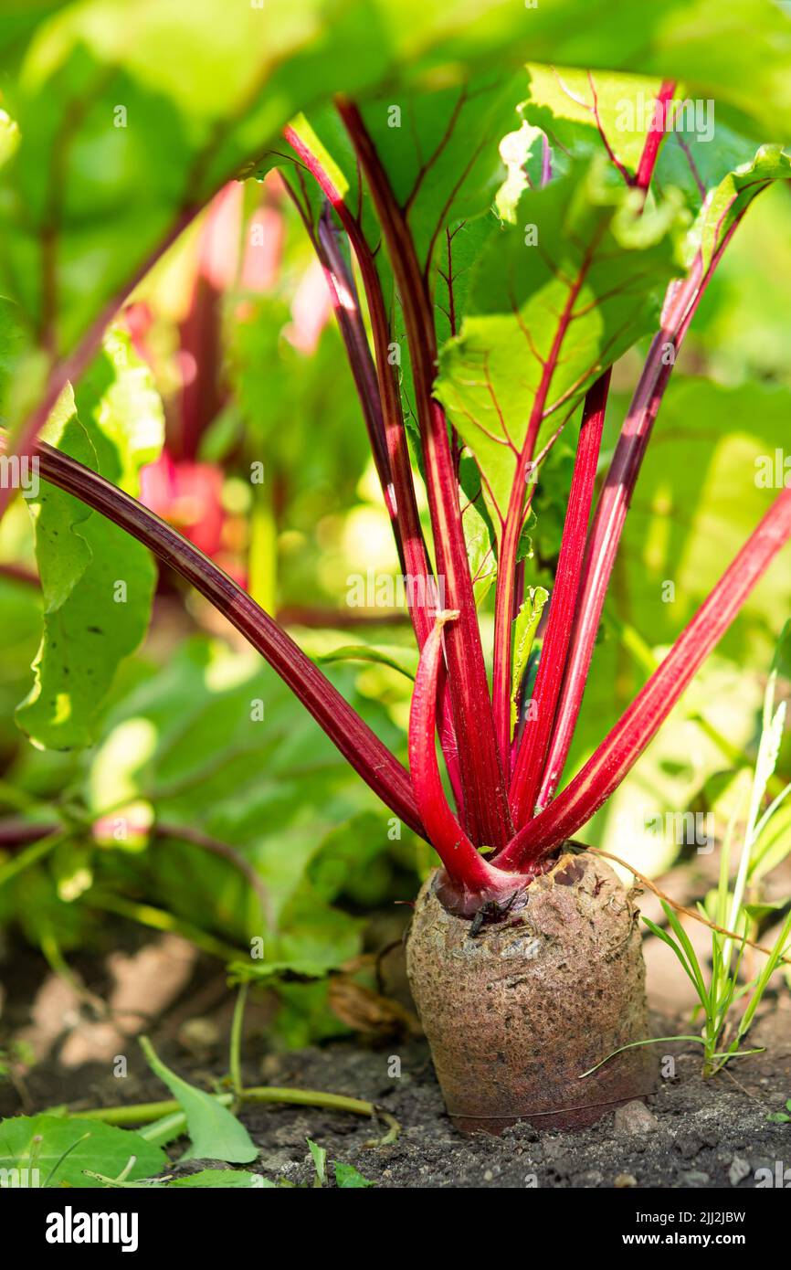 Beetroot growing close up hires stock photography and images Alamy