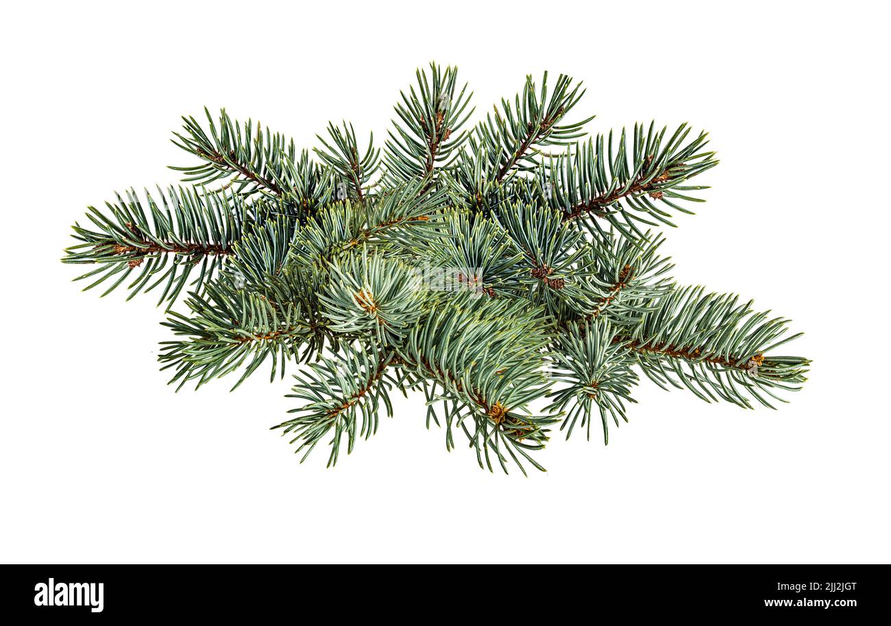 Fir tree branch isolated on white background Stock Photo - Alamy