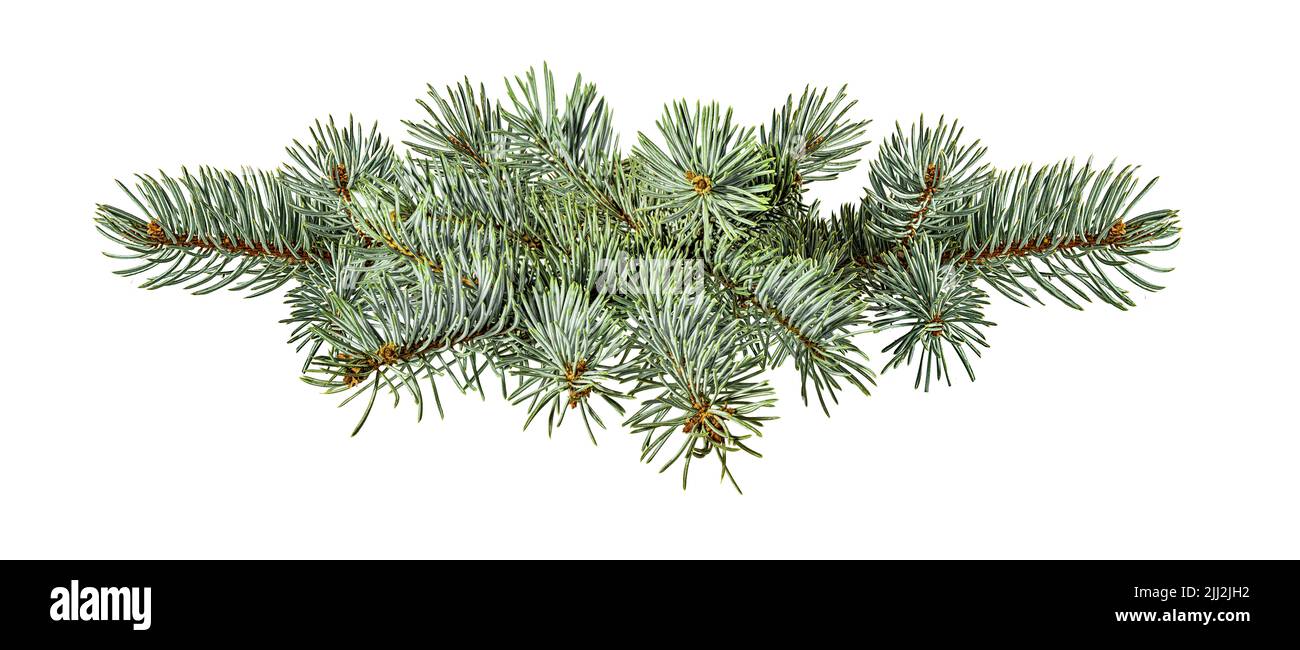 Fir tree branch isolated on white background Stock Photo - Alamy