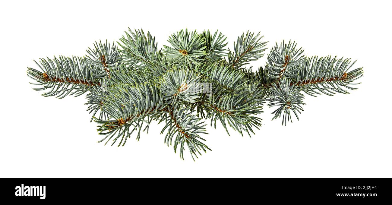 Fir tree branch isolated on white background Stock Photo - Alamy