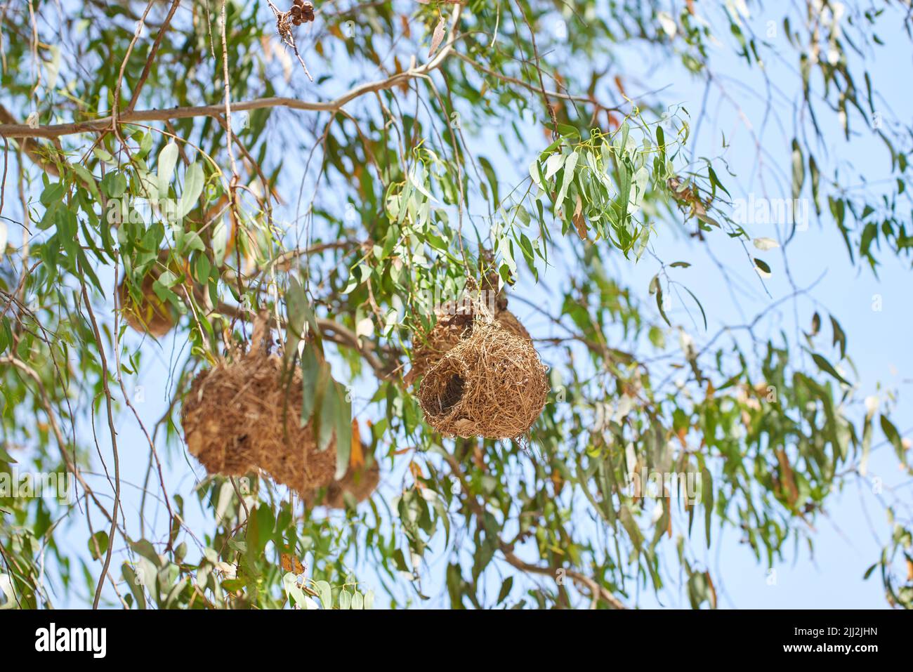 African golden weaver bird nest view in green trees. Closeup nature view of empty nests high above in the beautiful outdoors. Natural scene with blue Stock Photo