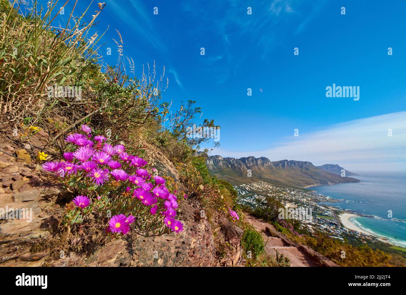 Trailing ice plants with pink flowerheads growing outside on a mountain in their natural habitat. View of lampranthus spectabilis, a species of Stock Photo