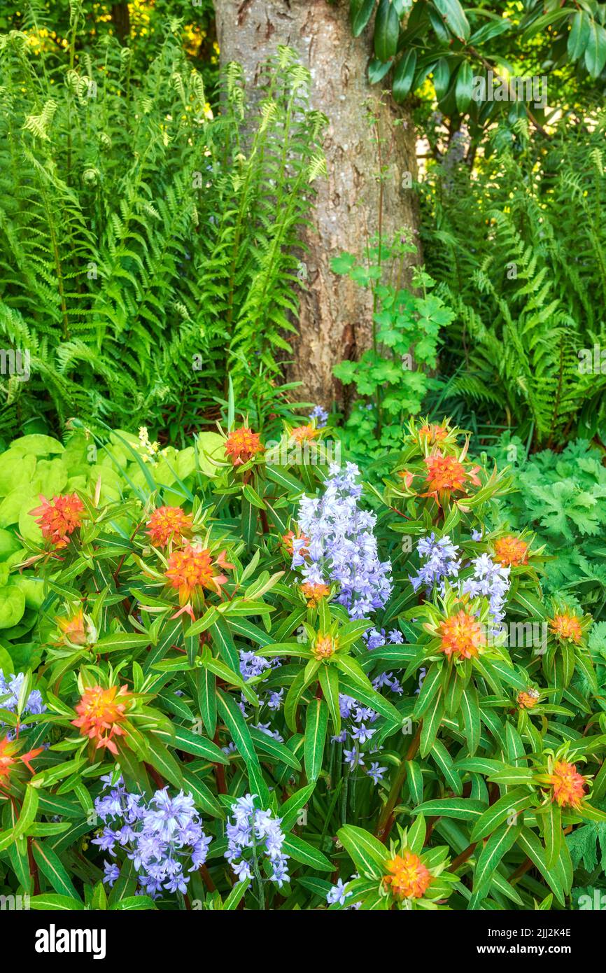 Bluebell and peking spurge flowers in a green park. Nature landscape of blue purple and orange flowering plants growing in between tree trunk and Stock Photo