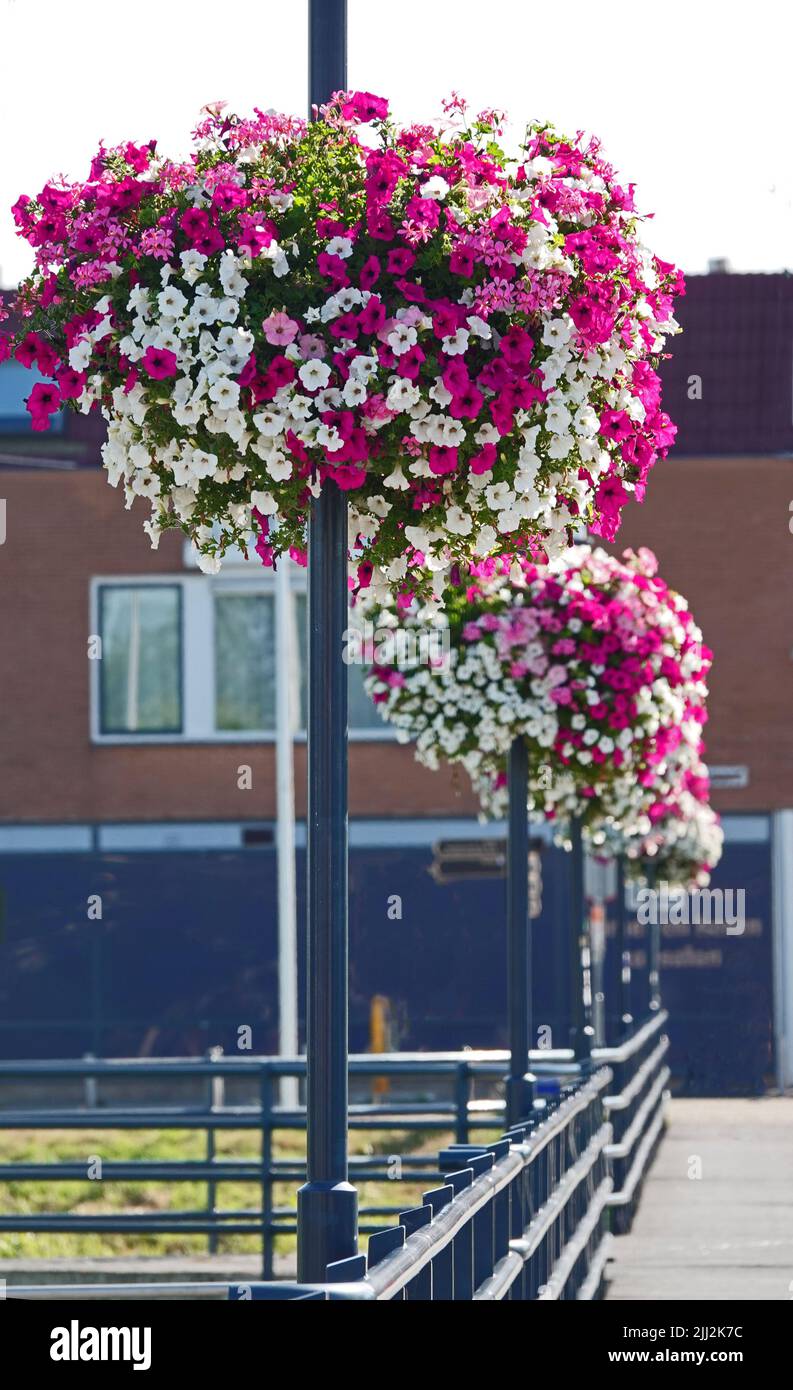 Flower baskets on the lampposts on a bridge in the Dutch town Hardenberg. The baskets contain pink and white petunias and pink geraniums. Stock Photo