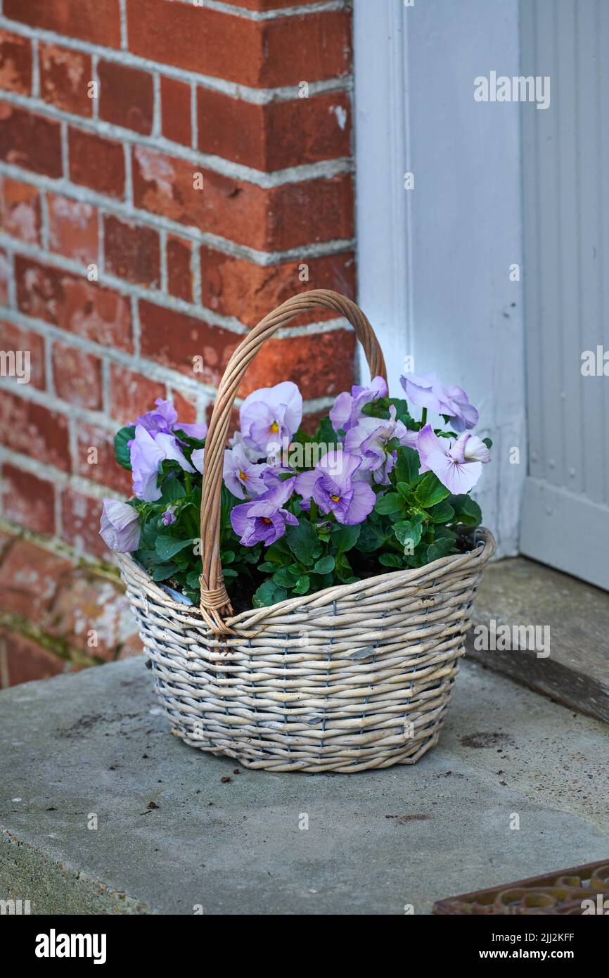 Purple and white johnny jump up flowers in wicker basket on home doorstep as a gift and present for valentines day, birthday or anniversary. Bunch of Stock Photo